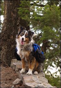 backpacking with dogs